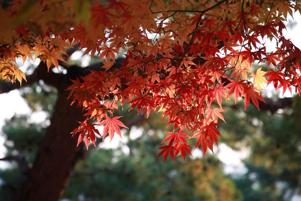 autumn Jeju leaves