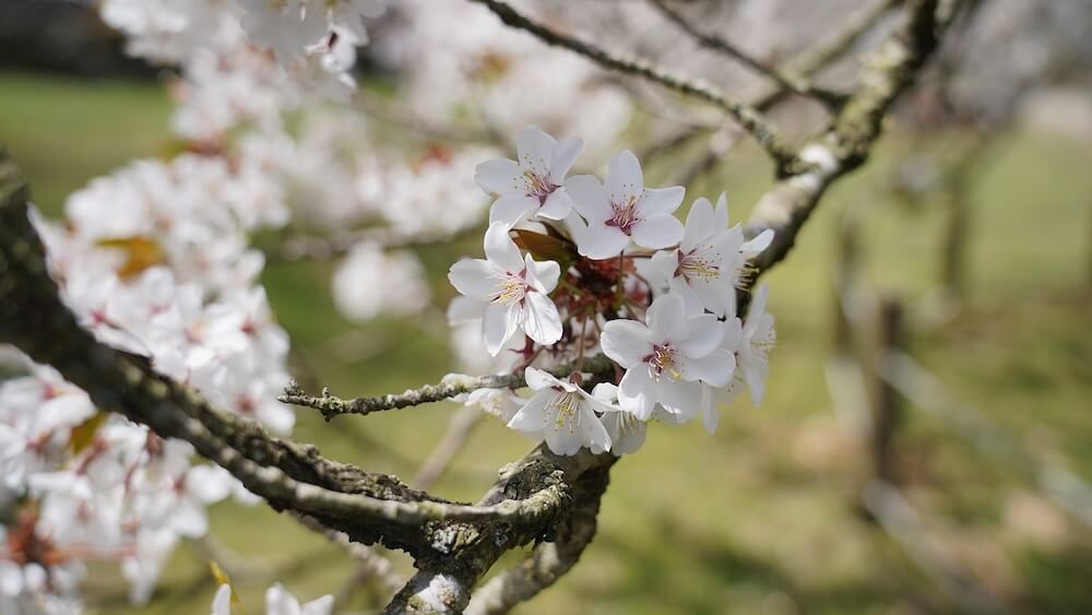 cherry blossom