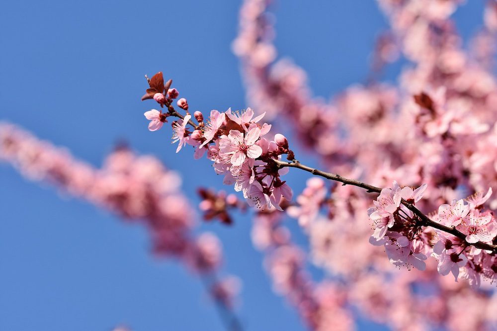 cherry blossoms