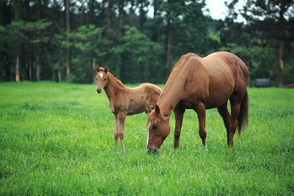Ponies in Jeju Island